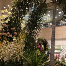ターミナルは国家ランの花で彩られている