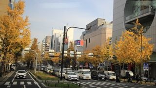 銀杏並木の黄葉が綺麗