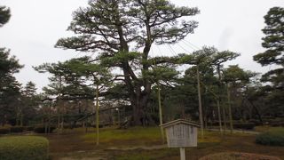 大小の根がすごい