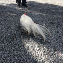 尾長鳥も歩いていました。