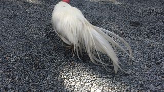 2020年1月伊勢神宮内宮参拝