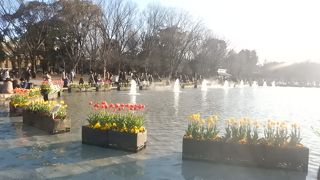 チューリップが咲いていた