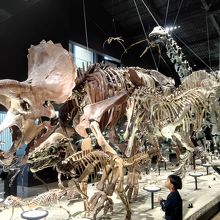 ド～ンと目の前に現れる恐竜の大行進。