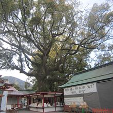 御祈祷・御朱印受付。樟霊社の大樟の下にありました。
