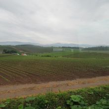 パッチワークの路