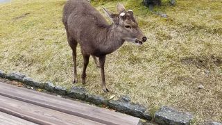 鹿のツノは毎年生え変わる