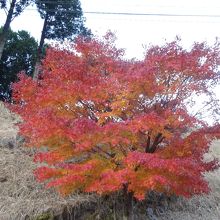 近くの紅葉