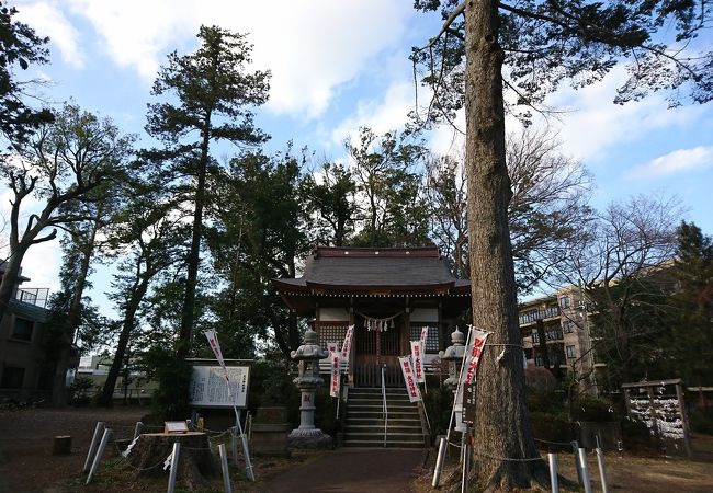 大木の跡