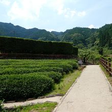 整備された公園。生垣は防風用かも。