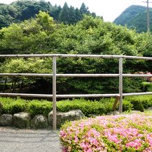 平べったく大きい木です。