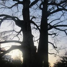 樹齢五百余年を誇る立派な銀杏の木の様子