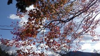 仙石原のススキの原　長安寺の紅葉