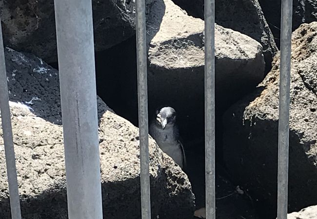 セントキルダペンギン クチコミ アクセス 営業時間 メルボルン フォートラベル