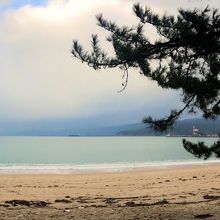 松の葉が渋くてかっこいい