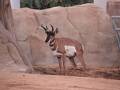 サンディエゴ動物園