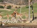 サンディエゴ動物園 サファリパーク