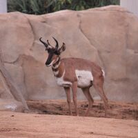 サンディエゴ動物園