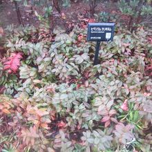 入口脇の花壇に植えられていた植物の一例