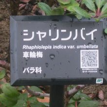 植物名がプレートで案内されているのも親切ですね。