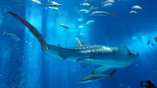 割引チケットは早めに購入を