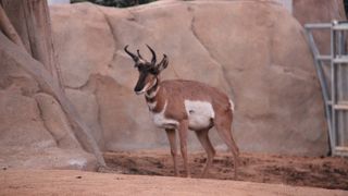 サンディエゴ動物園