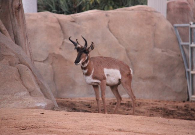 サンディエゴ動物園