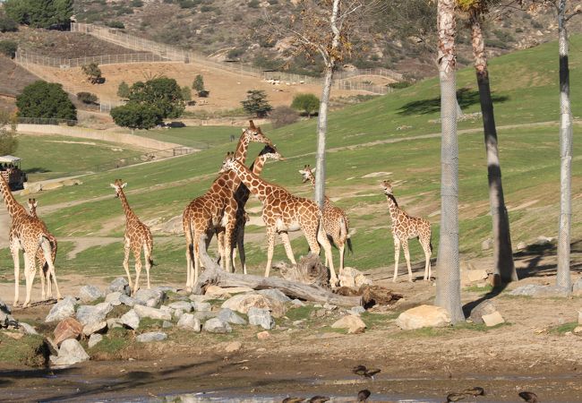 サンディエゴ動物園 サファリパーク