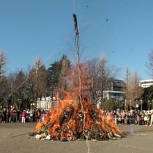 国立市の風物詩よいつまでも。