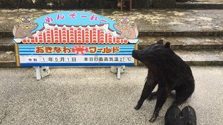 おきなわ文化の体験