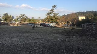 鹿がたくさんいました