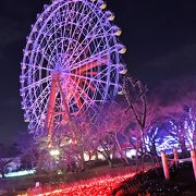 Night Zooも開催☆東武動物公園のイルミネーション2019-2020☆女性無料デーあります