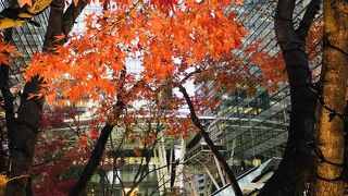 こんなところで紅葉を見れるなんて