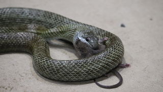 アオダイショウのもぐもぐタイム