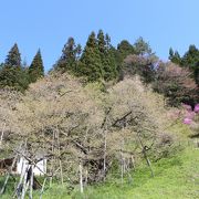 荘川桜の時期に訪問、すでにほぼ葉桜でした