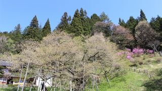 荘川桜の時期に訪問、すでにほぼ葉桜でした