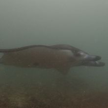 この時期は透明度は5mくらいでした