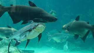 水辺に住む動物を集めた動物園