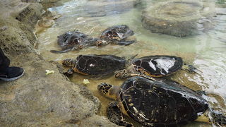 ウミガメに餌やりができる