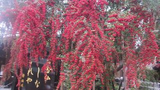 12月下旬に訪問しましたが、ピラカンサスの赤い実の成りが見事でした！