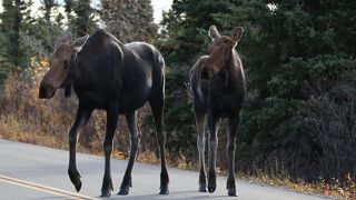 静かな秋のデナリ