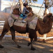 モロッコまで行かなくても神戸どうぶつ王国で駱駝に乗れます。