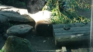 念願のパンダ☆