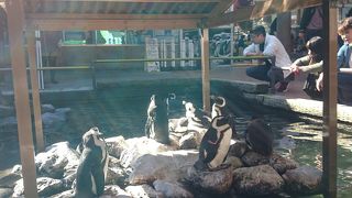 鳥とふれ合える