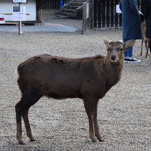 やはり鹿さんはかかせない。