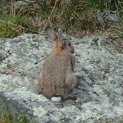 「善き羊飼いの教会」「バウンダリー犬の銅像」の先辺りでも、遠くの山々を眺めながら、野ウサギを見つけながらの散策が楽しめます。