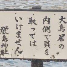 この近辺で貝を獲る人もいるんですね。禁止だけど…(・_・;)