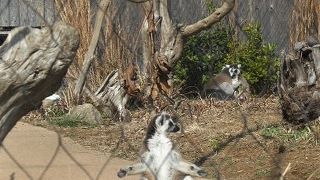 寒い時ワオキツネザルが日光浴をしていました。