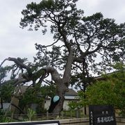 村雨に濡れる風情あり