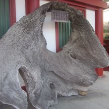 大鳥居旧根元材の様子