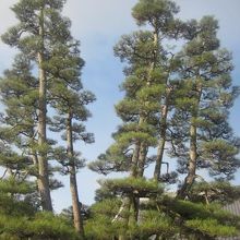 素敵な枝ぶりの廿日市市天然記念物の九本松の様子
